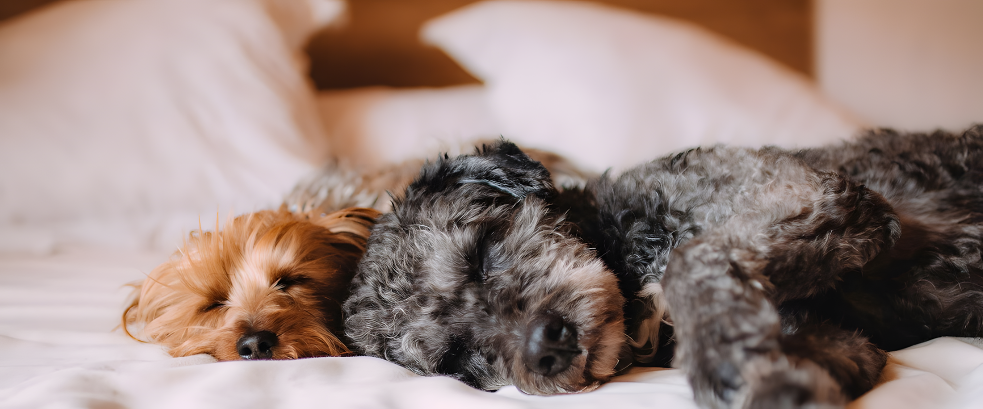 Dog Friendly Hotel.